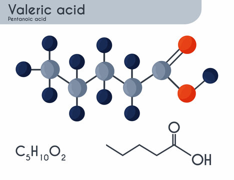Valeric acid, pentanoic acid or valerate molecule. Structural chemical formula and molecule model.  Vector illustration