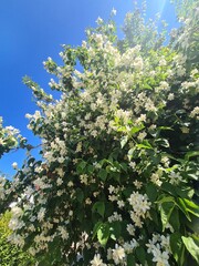 Jasmin in the sunlight