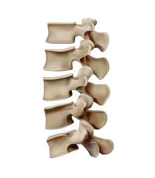 Anatomy and structure of the human spinal spine. Vertebral discs. Vector 3D illustration