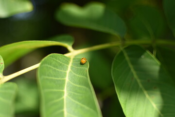 ladybug on the leaf