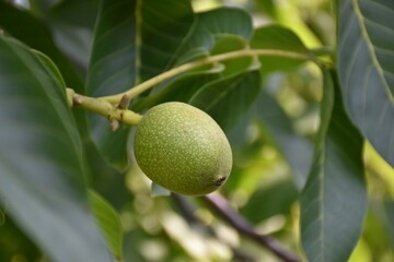 Nut on the tree