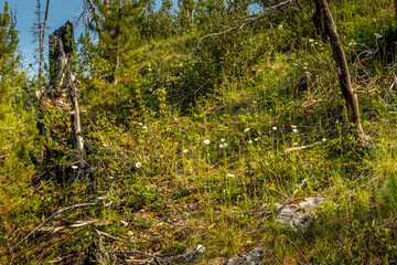 Wild flowers and tree stumps kootney National Park British Columbia Canada