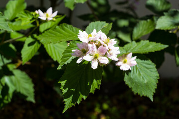 White Blackberry Flowerю Rubus plicatus