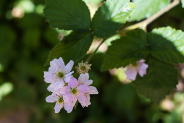 White Blackberry Flowers. Rubus plicatus