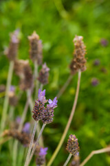 Blooming lavender in spring in the garden