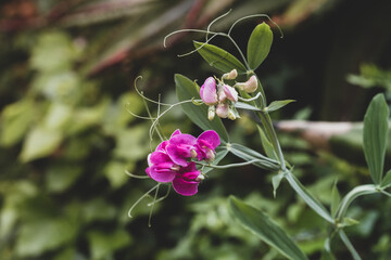 A close-up shot of a Sweet Pea. Natural background. Space for text