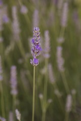 Blooming lavender in spring in the garden