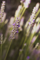 Blooming lavender in spring in the garden