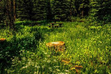 Wild flowers at Olive Lake Kootenay National Park British Columbia Canada