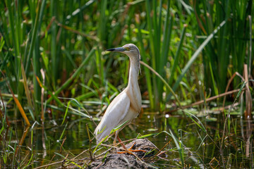 Squacco Heron (Ardeola ralloides) in its natural habitat