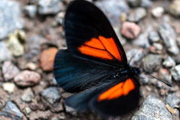 fotografía macro de mariposa negra con alas naranjas 