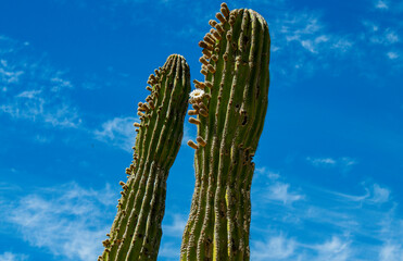 Mexican giant cactus (Large Elephant Cardon cactus Pachycereus pringlei) with one white flower against a blue cloudy sky in the desert, in the town of Todos Santos, Baja California Sur, La Paz Mexico.