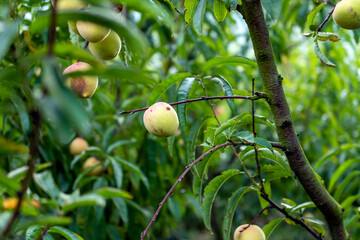 Flowered peach tree, peach blossom, peach plantation