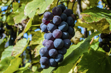 Grapes background