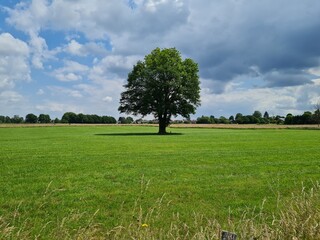 A single tree in summer