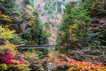 みたらい渓谷（奈良県吉野郡天川村）の紅葉