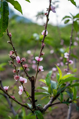 Flowered peach tree, peach blossom