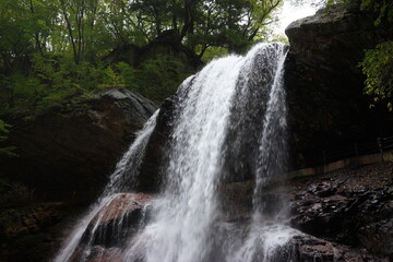 Fototapeta premium waterfall in the forest 雷滝