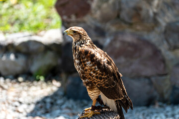Buteo buteo, El busardo ratonero, ​​ ratonero común, ​ busardo euroasiático, ​ águila ratonera​ o aguililla
