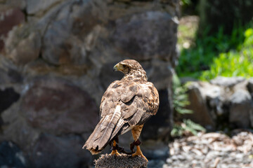 Buteo buteo, El busardo ratonero, ​​ ratonero común, ​ busardo euroasiático, ​ águila ratonera​ o aguililla