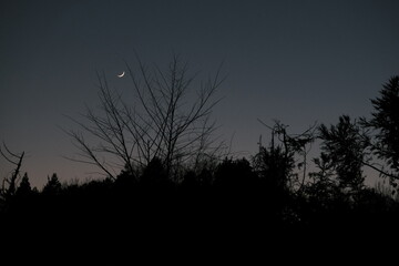 silhouette at night