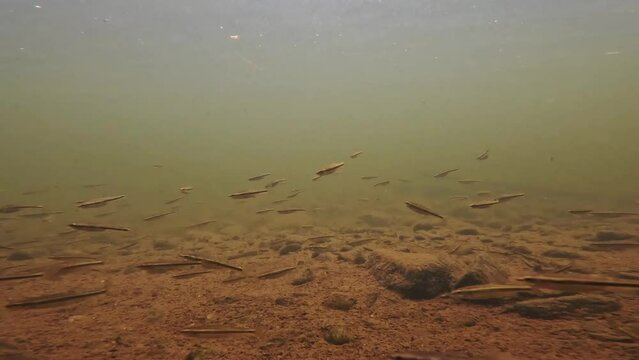 Underwater shot of minnows swimming in a wild river in  Scotland.