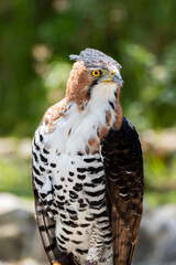 Ornate Hawk eagle, Spizaetus ornatus,