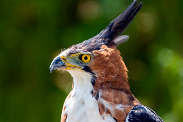 Ornate Hawk eagle, Spizaetus ornatus,