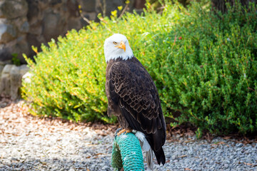 bald eagle, american eagle, full view