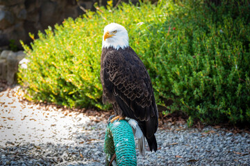 bald eagle, american eagle, full view