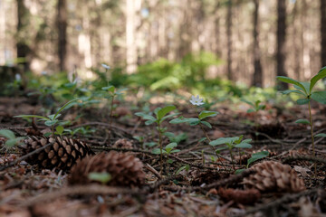 Dry cones lie on the ground among green plants in the forest, against a blurred background of trees.