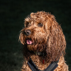 A red cockapoo dog sitting attentively during a walk waiting for a biscuit