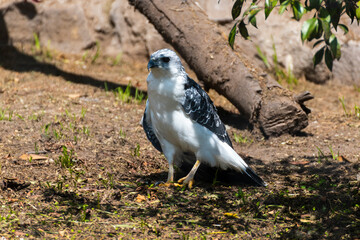 halcón blanco en cautiverio 