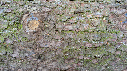 Close-up  texture of tree