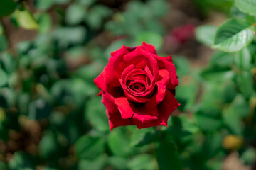 red rose in garden