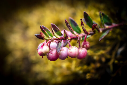 flor de paramos andinos, foto macro 