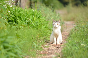 Obraz premium wolf in the grass