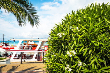Flowers and green leaves of oleander against the background of ships in the port