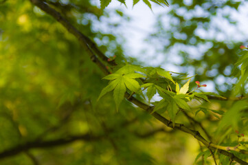 蜻蛉池公園（大阪府岸和田市）