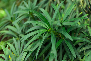 Fototapeta na wymiar Tropical growing green leaves nature texture pattern