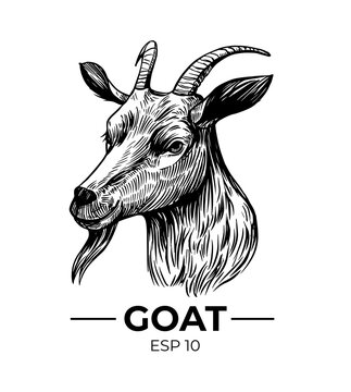 Goat head illustration. Vector sketch
