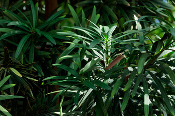 Tropical growing green leaves nature texture pattern