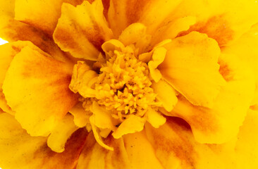 background of marigold flower close-up