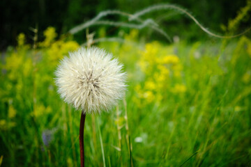 Fototapeta na wymiar White dandelion background bright green grass.