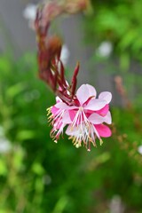 ガウラ　ハクチョウソウ（白蝶草）