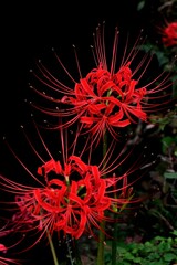 赤い彼岸花のクローズアップ
