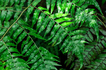 Tropical growing green leaves nature texture pattern