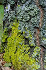 Green moss on bark tree closeup.