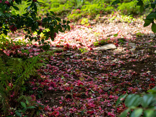 background of Fallen petals of pink camellia