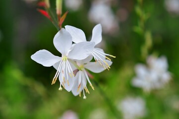 ガウラ　ハクチョウソウ（白蝶草）